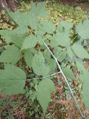 Rubus leucodermis