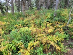Ligusticum porteri