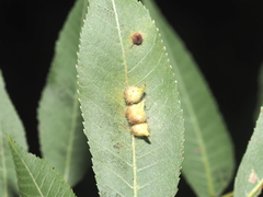 Caryomyia ansericollum