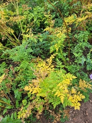 Ligusticum porteri