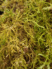 Claopodium crispifolium