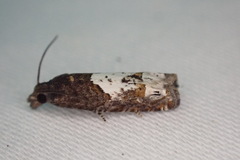 Eucosma parmatana
