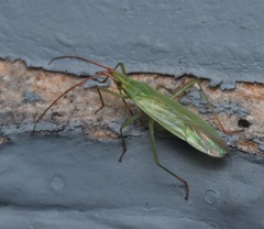 Trigonotylus