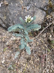 Astragalus garbancillo