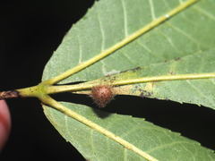 Caryomyia