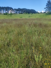 Coreopsis leavenworthii