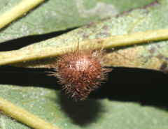 Caryomyia