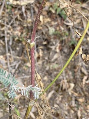 Astragalus garbancillo