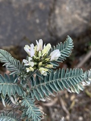 Astragalus garbancillo