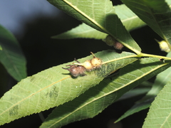 Caryomyia ansericollum