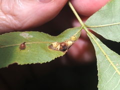 Caryomyia ansericollum