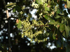 Fraxinus albicans