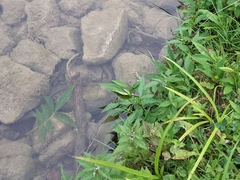 Regina septemvittata