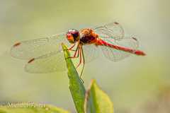 Sympetrum vicinum