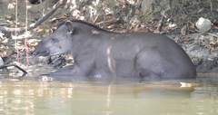 Tapirus terrestris