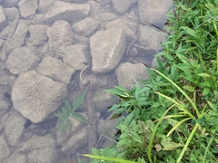 Regina septemvittata