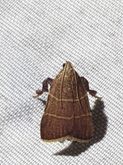 Parachma ochracealis