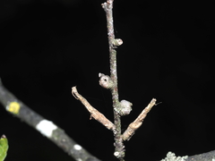 Pachypsylla celtidisgemma