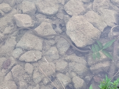 Regina septemvittata