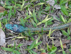 Leptophis ahaetulla marginatus