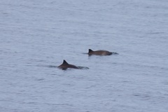 Phocoena phocoena