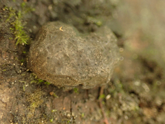 Jackrogersella multiformis