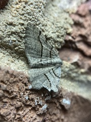 Digrammia continuata