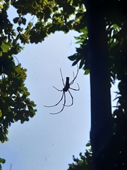 Nephila