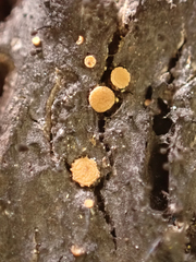 Leotiomycetes
