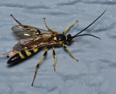 Ichneumonina