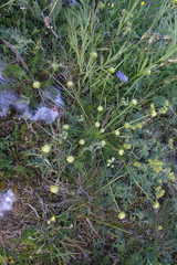 Chamaesciadium acaule