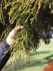 Dacrydium cupressinum