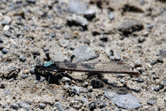 Argia moesta