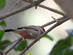 Estrilda troglodytes
