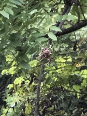 Neoscona domiciliorum