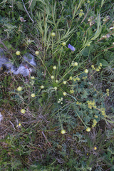 Chamaesciadium acaule