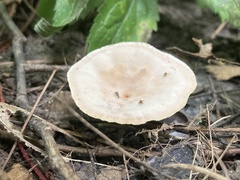 Abortiporus biennis