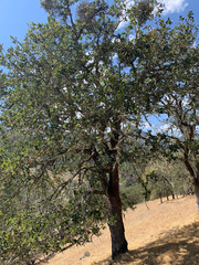 Quercus × eplingii