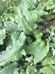 Arctium minus