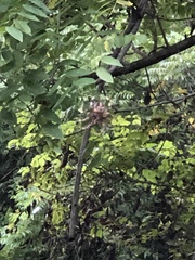 Neoscona domiciliorum