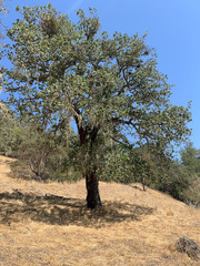 Quercus × eplingii