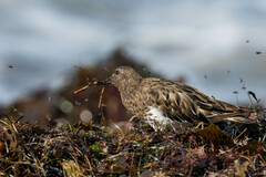 Arenaria melanocephala