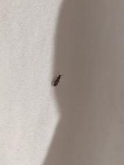 Oryzaephilus surinamensis