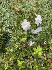 Rhododendron indicum