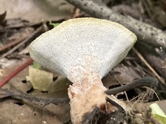 Abortiporus biennis