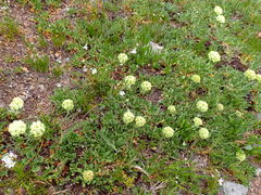 Eriogonum compositum