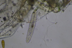 Platyhelminthes