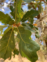 Quercus × eplingii