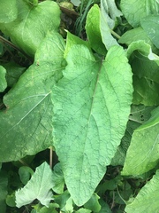 Arctium minus