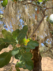 Quercus × eplingii